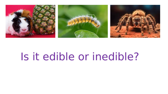 Is it edible or inedible? 