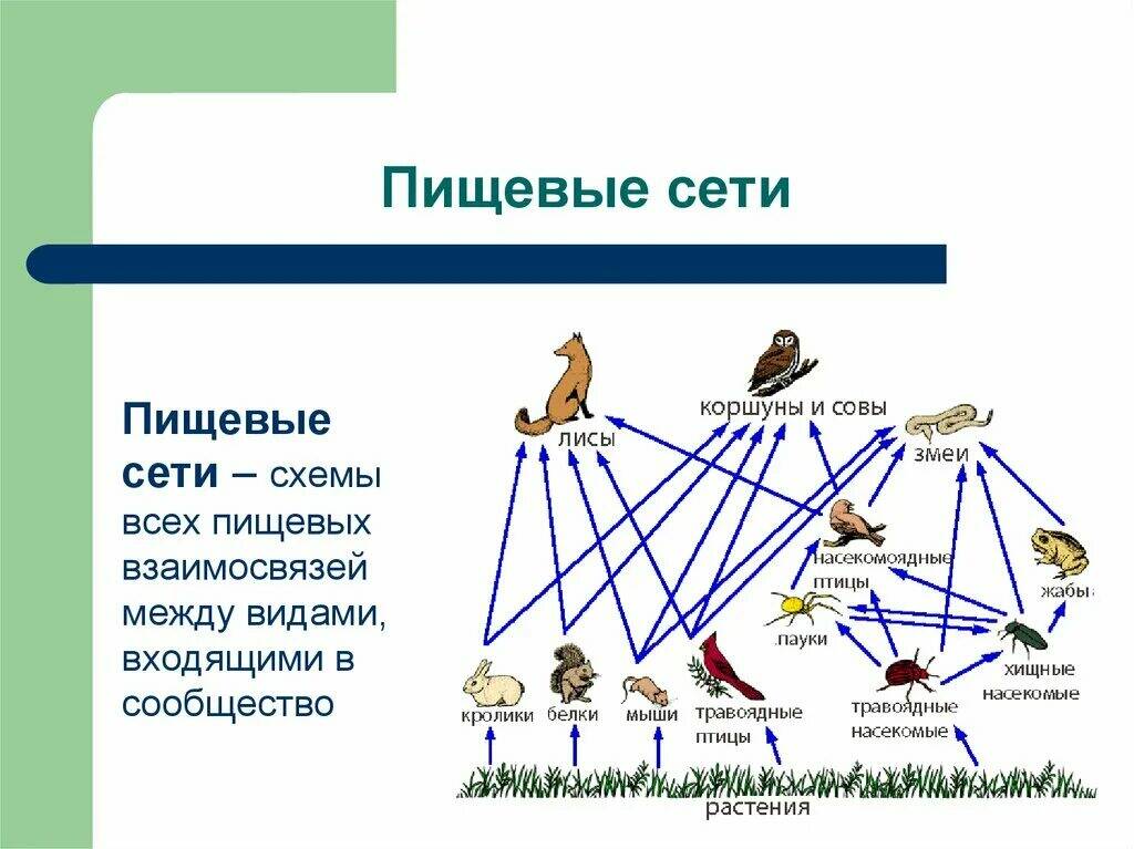 Почему пищевые цепи не могут быть длинными. Пищевая сеть 5 класс биология. Цепь питания сеть питания. Пищевая сеть это в биологии кратко. Сеть питания биология 9 класс.