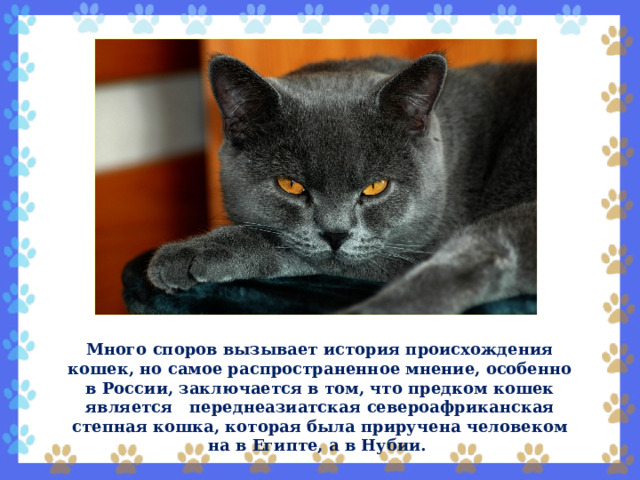 Много споров вызывает история происхождения кошек, но самое распространенное мнение, особенно в России, заключается в том, что предком кошек является переднеазиатская североафриканская степная кошка, которая была приручена человеком на в Египте, а в Нубии. 