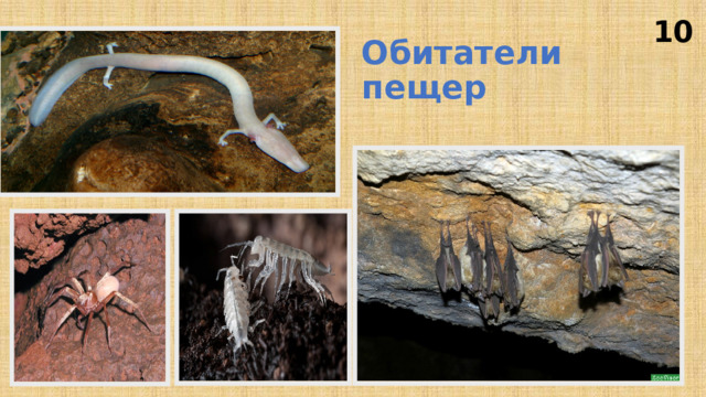 Обитатели пещер 10 