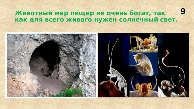 9 Животный мир пещер не очень богат, так как для всего живого нужен солнечный свет. 