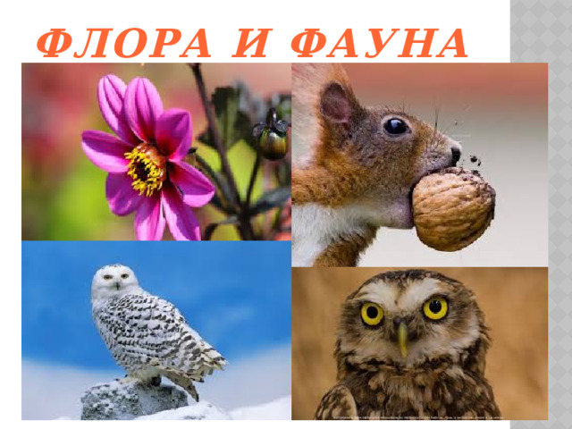 Флора и фауна 