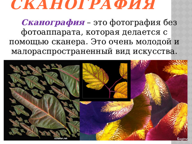  Сканография   Сканография – это фотография без фотоаппарата, которая делается с помощью сканера. Это очень молодой и малораспространенный вид искусства. 