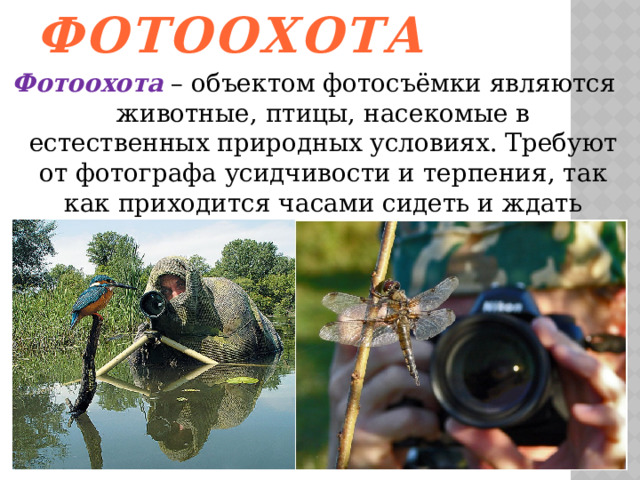 Фотоохота   Фотоохота – объектом фотосъёмки являются животные, птицы, насекомые в естественных природных условиях. Требуют от фотографа усидчивости и терпения, так как приходится часами сидеть и ждать животное или птицу.   