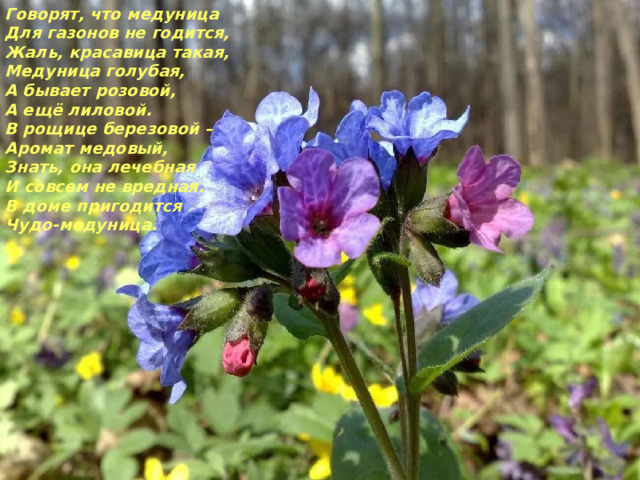 Говорят, что медуница Для газонов не годится, Жаль, красавица такая, Медуница голубая, А бывает розовой, А ещё лиловой. В рощице березовой – Аромат медовый, Знать, она лечебная И совсем не вредная. В доме пригодится Чудо-медуница. 