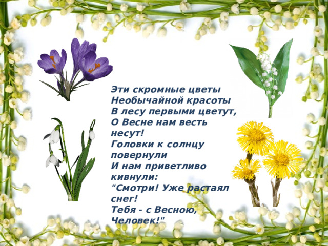 Эти скромные цветы Необычайной красоты В лесу первыми цветут, О Весне нам весть несут! Головки к солнцу повернули И нам приветливо кивнули: 