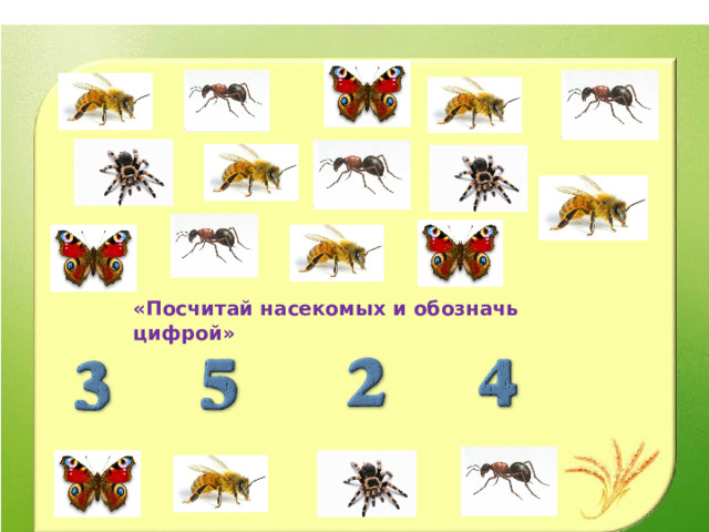 «Посчитай насекомых и обозначь цифрой» 