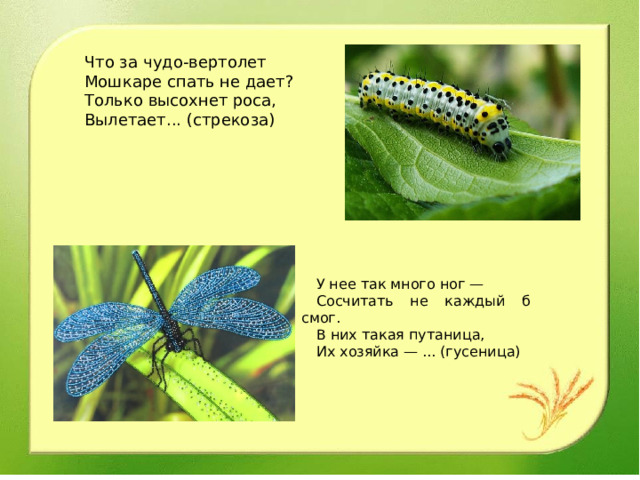 Что за чудо-вертолет Мошкаре спать не дает? Только высохнет роса, Вылетает... (стрекоза) У нее так много ног — Сосчитать не каждый б смог. В них такая путаница, Их хозяйка — ... (гусеница)   