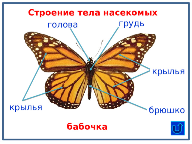 Строение тела насекомых грудь голова крылья крылья брюшко бабочка 