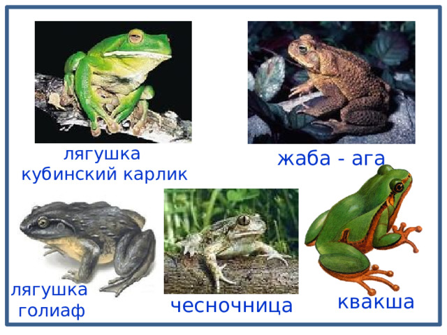 лягушка кубинский карлик жаба - ага лягушка голиаф квакша чесночница 