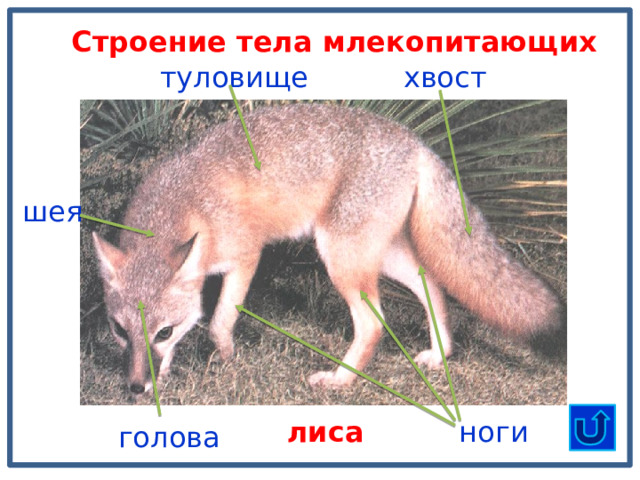 Строение тела млекопитающих хвост туловище шея ноги лиса голова 