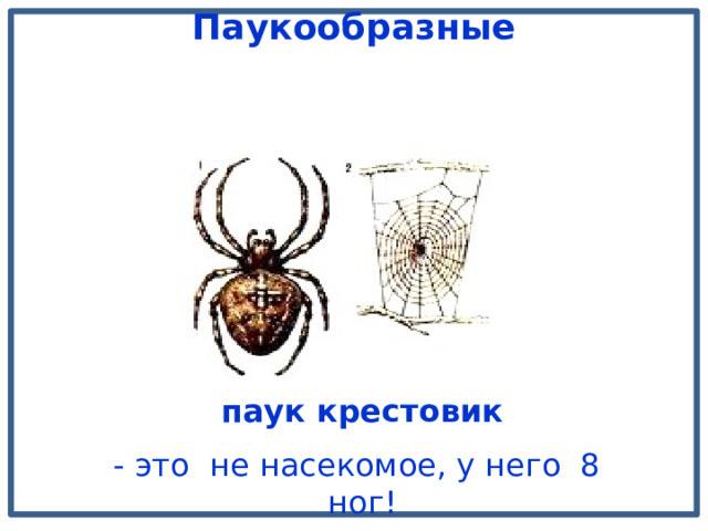  Паукообразные  паук крестовик - это не насекомое, у него 8 ног! 
