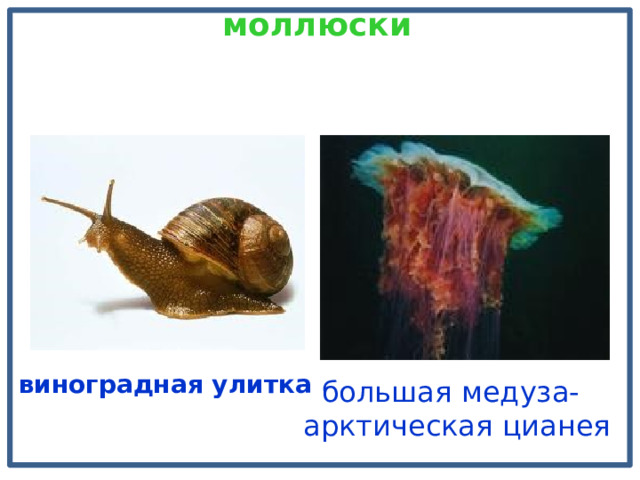  моллюски   виноградная улитка  большая медуза-  арктическая цианея 