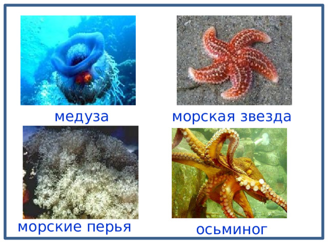 медуза морская звезда морские перья осьминог 
