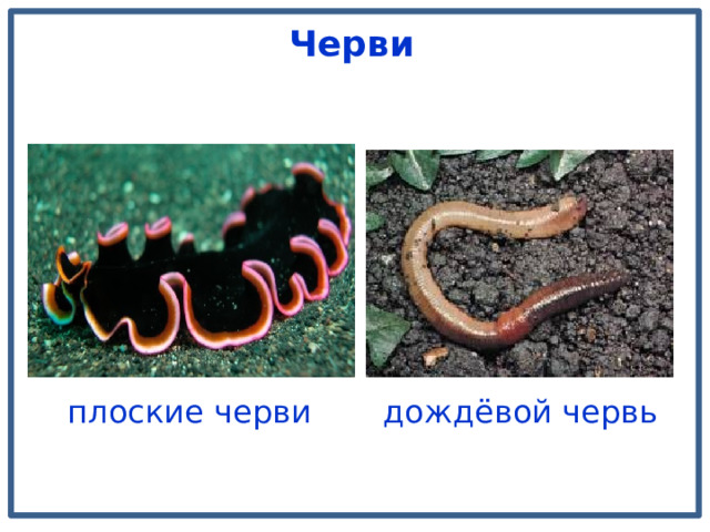  Черви   плоские черви  дождёвой червь 
