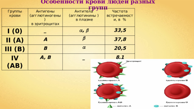 Особенности крови людей разных групп Группы крови Антигены (агглютиногены) I (0) в эритроцитах Антитела (агглютинины ) II (А) _  в плазме Частота встречаемости, в % III (В) A  ,  33,5  B IV (АВ) 37,8  A, B 20,5 _ 8,1 