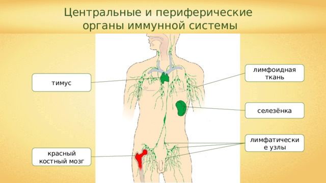 Центральные и периферические органы иммунной системы лимфоидная ткань тимус селезёнка лимфатические узлы красный костный мозг 