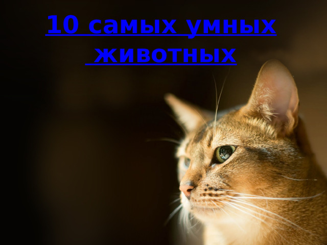 10  самых  умных  животных  