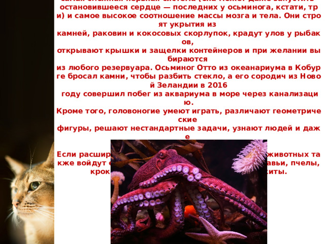 Это животное — самое умное среди беспозвоночных. У осьминогов  самая сложная нервная система (она может даже запустить  остановившееся сердце — последних у осьминога, кстати, три) и самое высокое соотношение массы мозга и тела. Они строят укрытия из  камней, раковин и кокосовых скорлупок, крадут улов у рыбаков,  открывают крышки и защелки контейнеров и при желании выбираются  из любого резервуара. Осьминог Отто из океанариума в Кобурге бросал камни, чтобы разбить стекло, а его сородич из Новой Зеландии в 2016  году совершил побег из аквариума в море через канализацию.  Кроме того, головоногие умеют играть, различают геометрические  фигуры, решают нестандартные задачи, узнают людей и даже  привязываются к ним.  Если расширить список, то в топ-20 самых умных животных также войдут еноты,  голуби , попугаи, лошади, муравьи, пчелы, крокодилы, черепахи, морские котики и киты.   