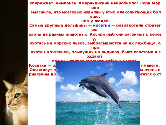 По соотношению массы мозга и тела дельфин мог бы претендовать  на звание самого умного: в этом он уступает лишь человеку и  опережает шимпанзе. Американский нейробиолог Лори Марино  выяснила, что мозговых извилин у этих млекопитающих больше,  чем у людей.  Самые крупные дельфины —  косатки  — разработали стратегию  охоты на разных животных. Косяки рыб они загоняют к берегу,  охотясь на морских львов, выбрасываются на их лежбища, а при  охоте на тюленей, плывущих на льдинах, бьют хвостами и создают  волну, которая смывает добычу в море.  Косатки — одни из самых социальных животных на планете.  Они живут в стаях, где царит матриархат, все члены очень привязаны друг к другу, а молодые и здоровые заботятся о старых и больных. 