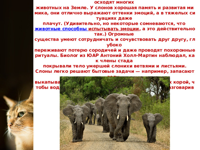 У слонов самый большой в мире мозг — он весит более 5 кг. И хотя это всего 0,2% от массы тела, по интеллекту они превосходят многих  животных на Земле. У слонов хорошая память и развитая мимика, они отлично выражают оттенки эмоций, а в тяжелых ситуациях даже  плачут. (Удивительно, но некоторые сомневаются, что  животные   способны испытывать эмоции , а это действительно так.) Огромные  существа умеют сотрудничать и сочувствовать друг другу, глубоко  переживают потерю сородичей и даже проводят похоронные ритуалы. Биолог из ЮАР Антоний Холл-Мартин наблюдал, как члены стада  покрывали тело умершей слонихи ветвями и листьями.  Слоны легко решают бытовые задачи — например, запасают воду,  выкапывая ямы перед дождем, а затем накрывая их корой, чтобы вода не испарялась. И кстати, слоны умеют разговаривать друг с другом. 