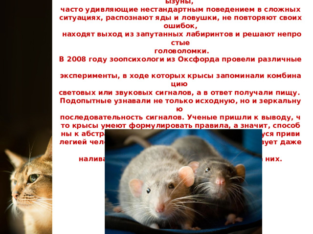 Несмотря на небольшой и не самый сложный мозг, крысы   отличаются редким умом и сообразительностью. Серые грызуны,  часто удивляющие нестандартным поведением в сложных ситуациях, распознают яды и ловушки, не повторяют своих ошибок,  находят выход из запутанных лабиринтов и решают непростые  головоломки.  В 2008 году зоопсихологи из Оксфорда провели различные  эксперименты, в ходе которых крысы запоминали комбинацию  световых или звуковых сигналов, а в ответ получали пищу.  Подопытные узнавали не только исходную, но и зеркальную  последовательность сигналов. Ученые пришли к выводу, что крысы умеют формулировать правила, а значит, способны к абстрактному мышлению, ранее считавшемуся привилегией человека. Интересно, что в Индии существует даже храм, посвященный крысам. Им  наливают молоко, приносят еду и молятся на них. 