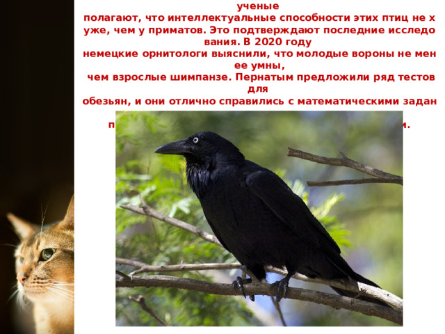 Даже в сказках и легендах воронов называют мудрыми, а ученые  полагают, что интеллектуальные способности этих птиц не хуже, чем у приматов. Это подтверждают последние исследования. В 2020 году  немецкие орнитологи выяснили, что молодые вороны не менее умны,  чем взрослые шимпанзе. Пернатым предложили ряд тестов для  обезьян, и они отлично справились с математическими заданиями и  продемонстрировали развитые социальные навыки. 