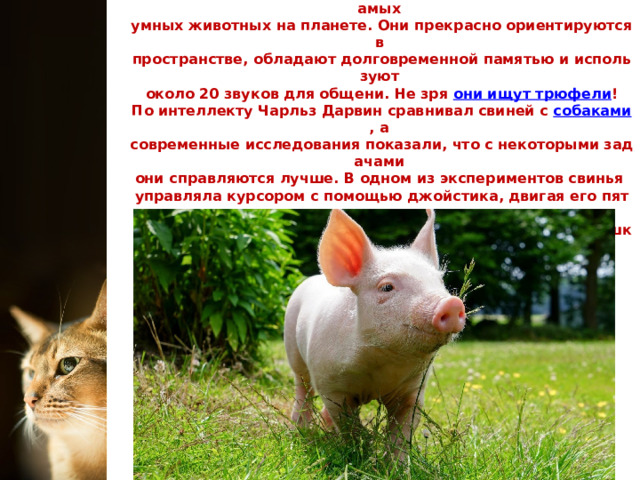 Ученые считают, что по сообразительности СВИНЬИ не отстают от  других домашних питомцев и заслуженно входят в список самых  умных животных на планете. Они прекрасно ориентируются в  пространстве, обладают долговременной памятью и используют  около 20 звуков для общени. Не зря  они ищут трюфели !  По интеллекту Чарльз Дарвин сравнивал свиней с  собаками , а  современные исследования показали, что с некоторыми задачами  они справляются лучше. В одном из экспериментов свинья  управляла курсором с помощью джойстика, двигая его пятачком:  когда курсор попадал в определенную область, в кормушку  высыпался корм. Собаки же не прошли это испытание.   