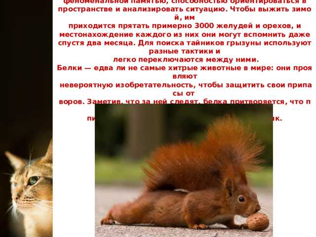 Несмотря на мозг размером с горошину, белки отличаются  феноменальной памятью, способностью ориентироваться в  пространстве и анализировать ситуацию. Чтобы выжить зимой, им  приходится прятать примерно 3000 желудей и орехов, и  местонахождение каждого из них они могут вспомнить даже спустя два месяца. Для поиска тайников грызуны используют разные тактики и  легко переключаются между ними.  Белки — едва ли не самые хитрые животные в мире: они проявляют  невероятную изобретательность, чтобы защитить свои припасы от  воров. Заметив, что за ней следят, белка притворяется, что прячет  пищу, а потом переносит орех в другой тайник. 