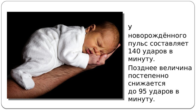 У новорождённого пульс составляет 140 ударов в минуту. Позднее величина постепенно снижается до 95 ударов в минуту. 