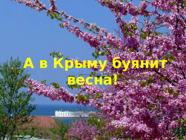 А в Крыму буянит весна! 