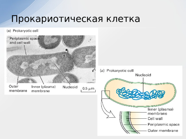 Прокариотическая клетка 
