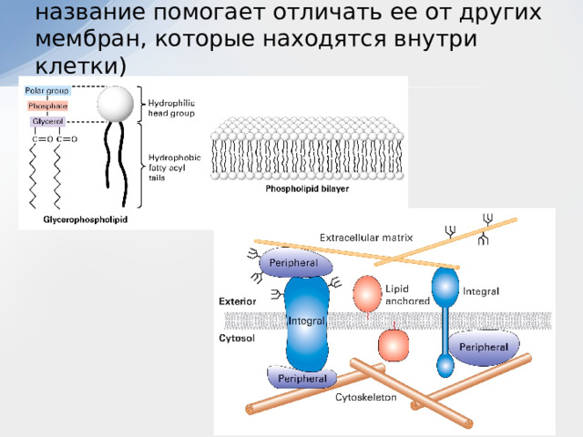   Плазматическая мембрана (это название помогает отличать ее от других мембран, которые находятся внутри клетки) 