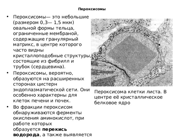 Пероксисомы   Пероксисомы— это небольшие (размером 0,3— 1,5 мкм) овальной формы тельца, ограниченные мембраной, содержащие гранулярный матрикс, в центре которого часто видны кристаллоподобные структуры, состоящие из фибрилл и трубок (сердцевина). Пероксисомы, вероятно, образуются на расширенных сторонах цистерн эндоплазматической сети. Они особенно характерны для клеток печени и почек. Во фракции пероксисом обнаруживаются ферменты окисления аминокислот, при работе которых образуется  перекись водорода , а также выявляется фермент  каталаза , разрушающая ее. Каталаза пероксисом играет важную защитную роль, так как Н2O2 является токсическим веществом для самой клетки. Пероксисома клетки листа. В центре её кристаллическое белковое ядро 