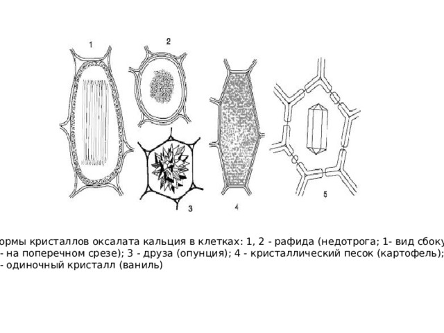 Формы кристаллов оксалата кальция в клетках: 1, 2 - рафида (недотрога; 1- вид сбоку, 2 - на поперечном срезе); 3 - друза (опунция); 4 - кристаллический песок (картофель); 5 - одиночный кристалл (ваниль) 