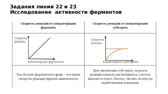 Задания линии 22 и 23  Исследование активности ферментов   