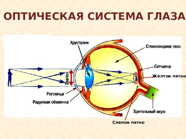 Оптическая система глаза Желтое пятно На слайде «активна» стрелка зрачок, обеспечивает переход к 11 слайду. Перевернутое изображение на сетчатке позволяет перейти к слайду 12. Слепое пятно 2 