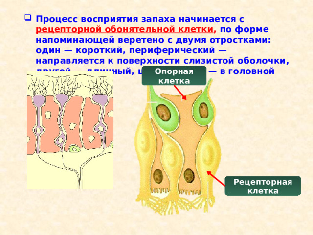 Процесс восприятия запаха начинается с рецепторной обонятельной клетки ,  по форме напоминающей веретено с двумя отростками: один — короткий, периферический — направляется к поверхности слизистой оболочки, другой — длинный, центральный — в головной мозг. Опорная клетка Рецепторная клетка  