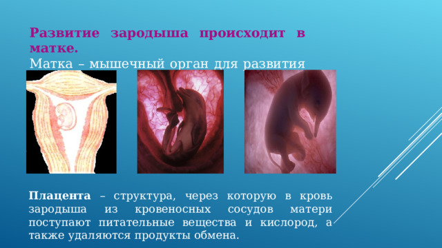 Развитие зародыша происходит в матке. Матка – мышечный орган для развития зародыша. Плацента – структура, через которую в кровь зародыша из кровеносных сосудов матери поступают питательные вещества и кислород, а также удаляются продукты обмена. 