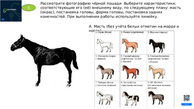 Рассмотрите фотографию чёрной лошади .Выберите характеристики, соответствующие его (её) внешнему виду, по следующему плану: масть (окрас), постановка головы, форма головы, постановка задних конечностей. При выполнении работы используйте линейку. 5 А. Масть (без учёта белых отметин на морде и ногах) 