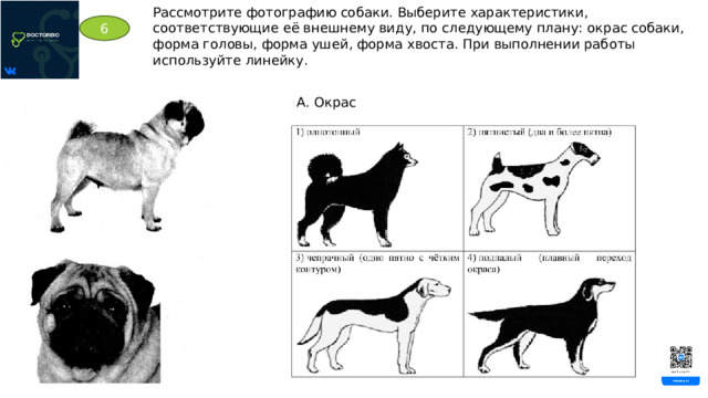 Рассмотрите фотографию собаки. Выберите характеристики, соответствующие её внешнему виду, по следующему плану: окрас собаки, форма головы, форма ушей, форма хвоста. При выполнении работы используйте линейку. 6 А. Окрас 