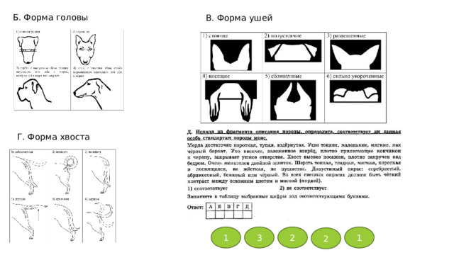 Б. Форма головы В. Форма ушей Г. Форма хвоста 1 3 2 1 2 