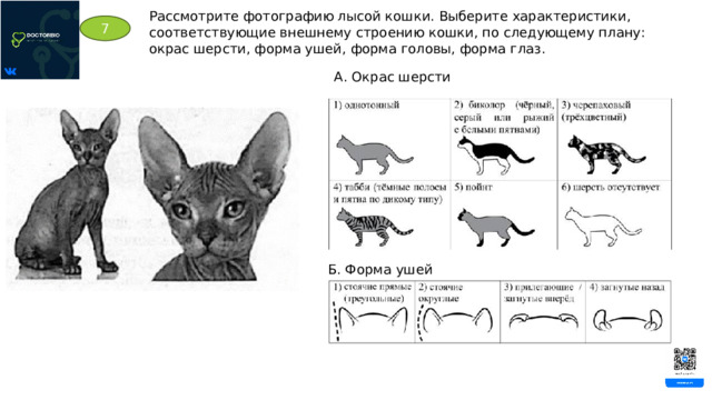 Рассмотрите фотографию лысой кошки. Выберите характеристики, соответствующие внешнему строению кошки, по следующему плану: окрас шерсти, форма ушей, форма головы, форма глаз. 7 А. Окрас шерсти Б. Форма ушей 