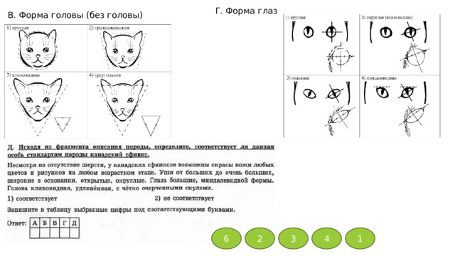 Г. Форма глаз В. Форма головы (без головы) 6 2 3 4 1 