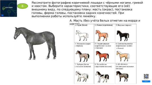 Рассмотрите фотографию коричневой лошади с чёрными ногами, гривой и хвостом. Выберите характеристики, соответствующие его (её) внешнему виду, по следующему плану: масть (окрас), постановка головы, форма головы, постановка задних конечностей. При выполнении работы используйте линейку. 8 А. Масть (без учёта белых отметин на морде и ногах) 