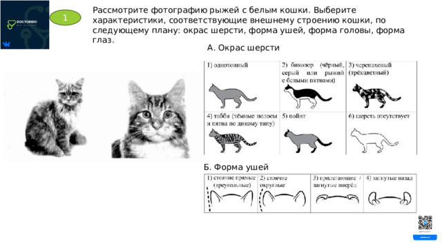 Рассмотрите фотографию рыжей с белым кошки. Выберите характеристики, соответствующие внешнему строению кошки, по следующему плану: окрас шерсти, форма ушей, форма головы, форма глаз. 1 А. Окрас шерсти Б. Форма ушей 