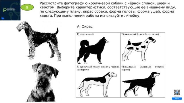 Рассмотрите фотографию коричневой собаки с чёрной спиной, шеей и хвостом. Выберите характеристики, соответствующие её внешнему виду, по следующему плану: окрас собаки, форма головы, форма ушей, форма хвоста. При выполнении работы используйте линейку. 9 А. Окрас 