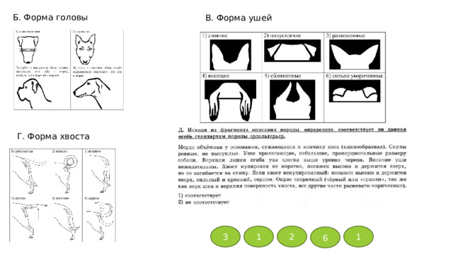 Б. Форма головы В. Форма ушей Г. Форма хвоста 3 1 2 1 6 