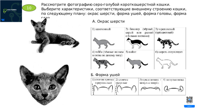 Рассмотрите фотографию серо-голубой короткошерстной кошки. Выберите характеристики, соответствующие внешнему строению кошки, по следующему плану: окрас шерсти, форма ушей, форма головы, форма глаз. 10 А. Окрас шерсти Б. Форма ушей 