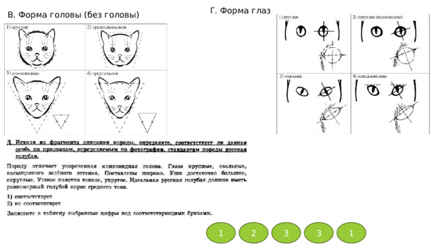 Г. Форма глаз В. Форма головы (без головы) 1 2 3 3 1 